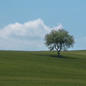 Schueler Lonely Tree - 2