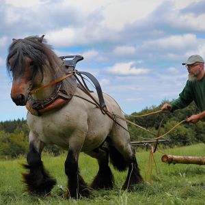 Holzruecken - Rainer Busch