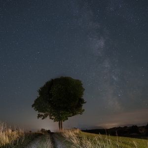 47_Hans-Uwe_Steinberger_Path-Tree-Milky_Way