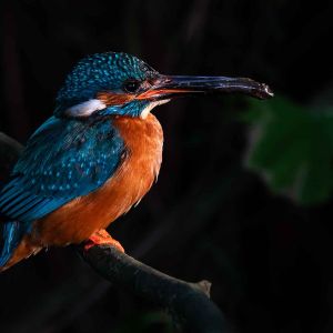 Nellißen, Iris, Lichtmaler Niederrhein - Eisvogel im Abendlicht - Annahme